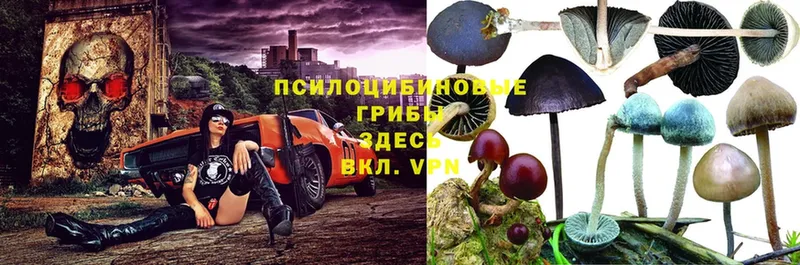 Псилоцибиновые грибы MAGIC MUSHROOMS  мега как зайти  Северск  купить закладку 